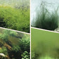 Algen- en mosverwijderaar voor aquariums - Veilige waterzuivering